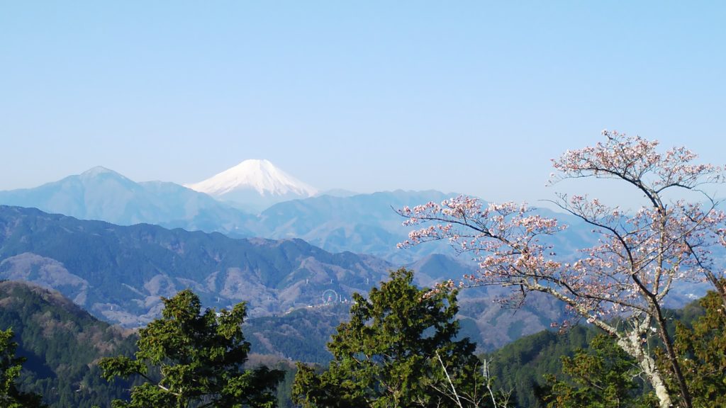 高尾山山頂　富士と桜